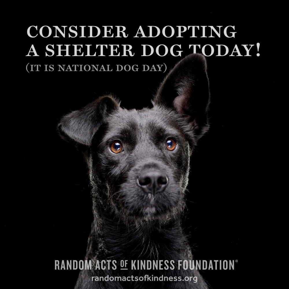 Consider adopting a shelter dog today! (It is National Dog Day) —Brooke