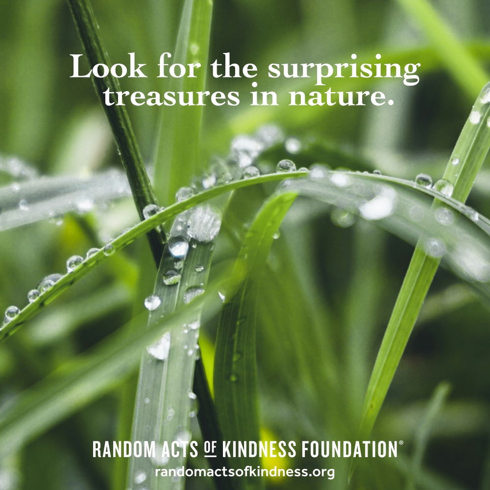 Look for the surprising treasures in nature. —Brooke