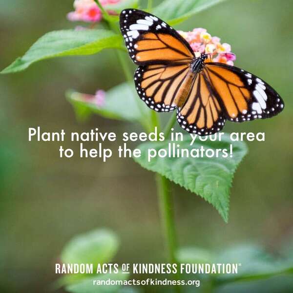 Plant native seeds in your area to help the pollinators! —Brooke