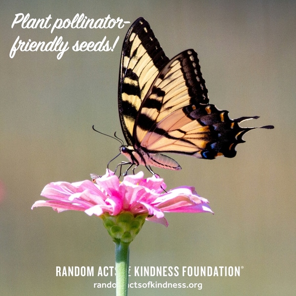Plant pollinator-friendly seeds! —Brooke